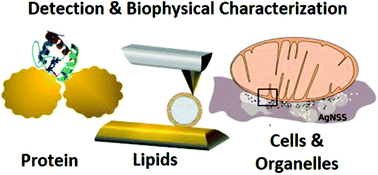 Graphical abstract: Advances in surface-enhanced Raman spectroscopy (SERS) substrates for lipid and protein characterization: sensing and beyond