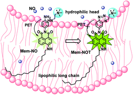 Graphical abstract: Targetable, two-photon fluorescent probes for local nitric oxide capture in the plasma membranes of live cells and brain tissues