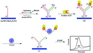 Graphical abstract: Electrochemical aptasensors for zeatin detection based on MoS2 nanosheets and enzymatic signal amplification