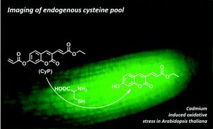 Graphical abstract: Imaging dynamic changes of an intracellular cysteine pool that responds to the stimulation of external oxidative stress