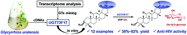 Graphical abstract: UGT73F17, a new glycosyltransferase from Glycyrrhiza uralensis, catalyzes the regiospecific glycosylation of pentacyclic triterpenoids