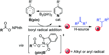 Graphical abstract: Organocatalytic decarboxylative alkylation of N-hydroxy-phthalimide esters enabled by pyridine-boryl radicals