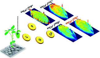 Graphical abstract: Internal standard evaluation for bioimaging soybean leaves through laser ablation inductively coupled plasma mass spectrometry: a plant nanotechnology approach