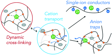 Graphical abstract: Multivalent ion conduction in solid polymer systems