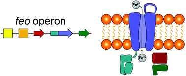 Graphical abstract: Toward a mechanistic understanding of Feo-mediated ferrous iron uptake