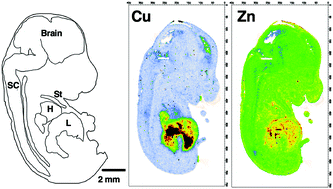 Graphical abstract: Anatomical redistribution of endogenous copper in embryonic mice overexpressing SOD1