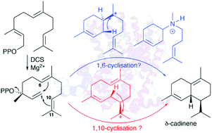 Graphical abstract: Silent catalytic promiscuity in the high-fidelity terpene cyclase δ-cadinene synthase