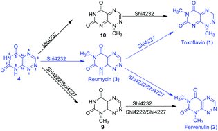 Graphical abstract: Characterization of the N-methyltransferases involved in the biosynthesis of toxoflavin, fervenulin and reumycin from Streptomyces hiroshimensis ATCC53615