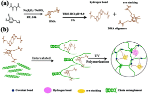 Graphical abstract: Mussel-inspired dopamine oligomer intercalated tough and resilient gelatin methacryloyl (GelMA) hydrogels for cartilage regeneration