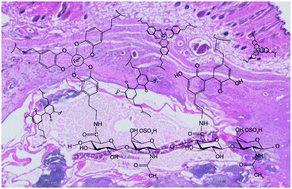 Graphical abstract: A DOPA-functionalized chondroitin sulfate-based adhesive hydrogel as a promising multi-functional bioadhesive