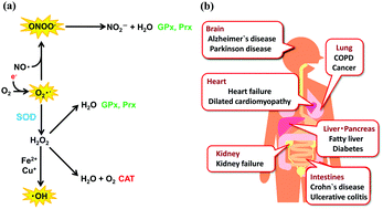 Graphical abstract: Catalytic antioxidants for therapeutic medicine