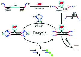 Graphical abstract: Target-induced structure switching of aptamers facilitates strand displacement for DNAzyme recycling amplification detection of thrombin in human serum