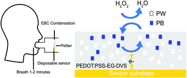 Graphical abstract: Exhaled breath condensate based breath analyser – a disposable hydrogen peroxide sensor and smart analyser