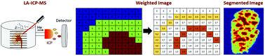 Graphical abstract: Reconstruction, analysis, and segmentation of LA-ICP-MS imaging data using Python for the identification of sub-organ regions in tissues