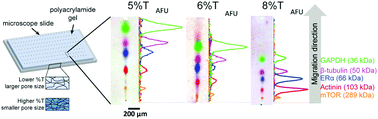 Graphical abstract: Ferguson analysis of protein electromigration during single-cell electrophoresis in an open microfluidic device