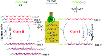 Graphical abstract: Isothermal cross-boosting extension–nicking reaction mediated exponential signal amplification for ultrasensitive detection of polynucleotide kinase
