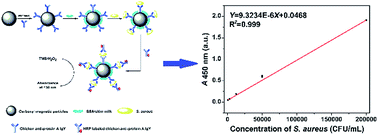 Graphical abstract: Highly sensitive and selective colorimetric determination of Staphylococcus aureus via chicken anti-protein A IgY antibody