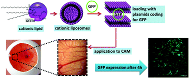 Graphical abstract: A triple chain polycationic peptide-mimicking amphiphile – efficient DNA-transfer without co-lipids