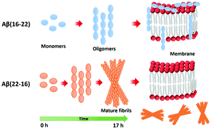 Graphical abstract: Unravelling the role of amino acid sequence order in the assembly and function of the amyloid-β core