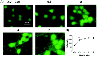 Graphical abstract: A fluorogenic probe for tracking GSH flux in developing neurons