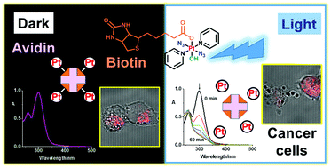 Graphical abstract: Biotinylated photoactive Pt(iv) anticancer complexes
