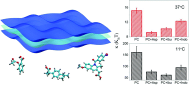 Graphical abstract: Membrane softening by nonsteroidal anti-inflammatory drugs investigated by neutron spin echo