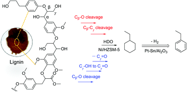Graphical abstract: Selective conversion of lignin to ethylbenzene