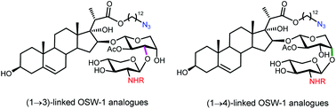 Graphical abstract: Synthesis and antiproliferative activities of OSW-1 analogues bearing 2-acylamino-xylose residues