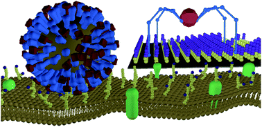 Graphical abstract: Influenza as a molecular walker