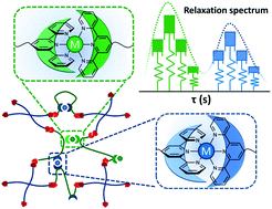 Graphical abstract: Thermodynamic control over energy dissipation modes in dual-network hydrogels based on metal–ligand coordination