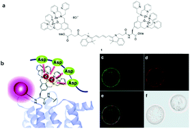 Graphical abstract: Luminescence approaches for the rapid detection of disease-related receptor proteins using transition metal-based probes