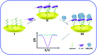 Graphical abstract: An electrochemical biosensor based on methylene blue-loaded nanocomposites as signal-amplifying tags to detect pathogenic bacteria