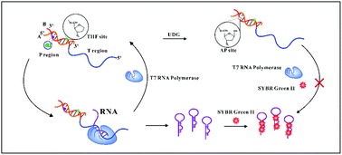 Graphical abstract: A novel analytical principle using AP site-mediated T7 RNA polymerase transcription regulation for sensing uracil-DNA glycosylase activity