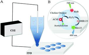 Graphical abstract: Single-cell-resolved measurement of enzyme activity at the tissue level using drop-on-demand microkits