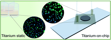 Graphical abstract: Exploring microfluidics as a tool to evaluate the biological properties of a titanium alloy under dynamic conditions