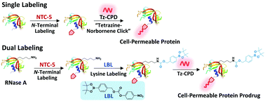 Graphical abstract: Intracellular delivery of therapeutic proteins through N-terminal site-specific modification