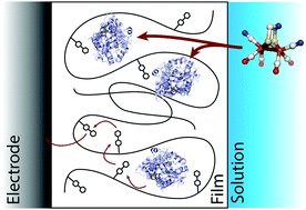 Graphical abstract: Artificial maturation of [FeFe] hydrogenase in a redox polymer film