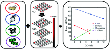 Graphical abstract: Emerging investigator series: a multispecies analysis of the relationship between oxygen content and toxicity in graphene oxide