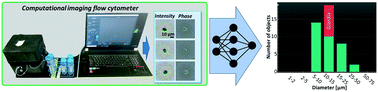 Graphical abstract: Label-free detection of Giardia lamblia cysts using a deep learning-enabled portable imaging flow cytometer
