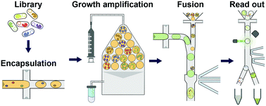 Graphical abstract: Growth amplification in ultrahigh-throughput microdroplet screening increases sensitivity of clonal enzyme assays and minimizes phenotypic variation