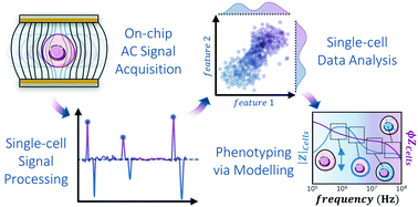 Graphical abstract: Single-cell microfluidic impedance cytometry: from raw signals to cell phenotypes using data analytics