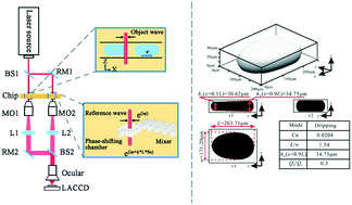 Graphical abstract: Three-dimensional visualization and analysis of flowing droplets in microchannels using real-time quantitative phase microscopy