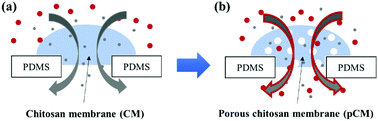 Graphical abstract: Tuning the porosity of biofabricated chitosan membranes in microfluidics with co-assembled nanoparticles as templates