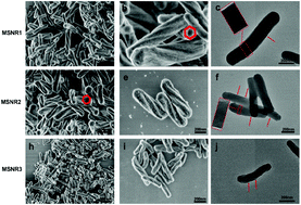 Graphical abstract: Cytotoxicity induced by new spiral mesoporous silica nanorods via specific surface area and ROS accumulation in HeLa cells