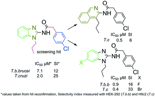 Graphical abstract: Hit-to-lead optimization of novel benzimidazole phenylacetamides as broad spectrum trypanosomacides