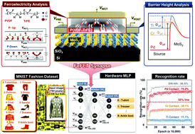 Graphical abstract: Ferroelectric polymer-based artificial synapse for neuromorphic computing