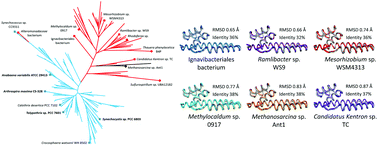 Graphical abstract: Fluorescence recovery protein: a powerful yet underexplored regulator of photoprotection in cyanobacteria