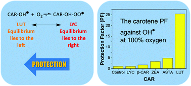 Graphical abstract: Anti- and pro-oxidative mechanisms comparing the macular carotenoids zeaxanthin and lutein with other dietary carotenoids – a singlet oxygen, free-radical in vitro and ex vivo study