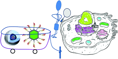 Graphical abstract: Nanocarriers used as probes for super-resolution microscopy