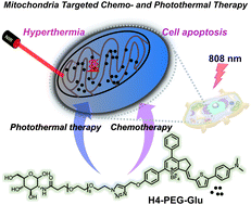 Graphical abstract: All-in-one mitochondria-targeted NIR-II fluorophores for cancer therapy and imaging